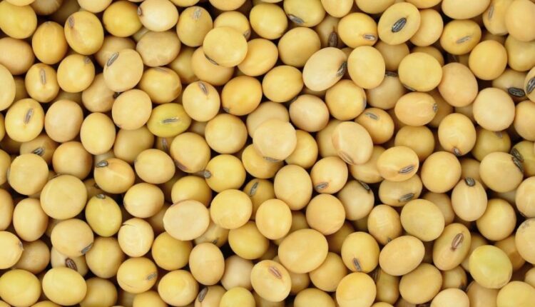 أسعار فول الصويا