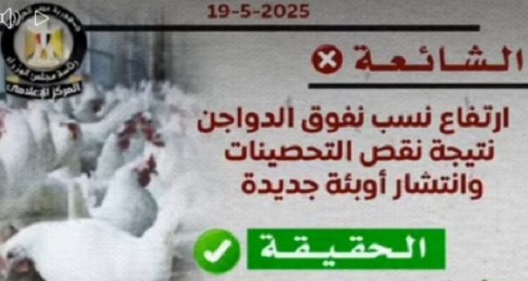 الحكومة: لا وجود لأي متحورات أو فيروسات وبائية بين الدواجن والتحصينات متوفرة