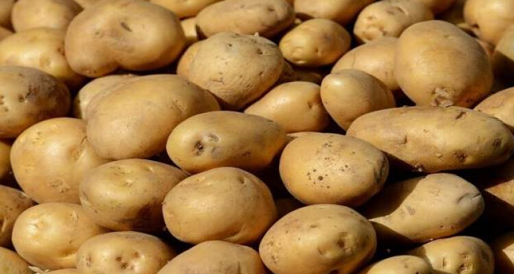 تجاوزت المليون طن.. الزراعة تعلن عن طفرة كبيرة فى صادرات البطاطس خلال هذا الموسم
