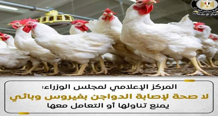 مجلس الوزراء: أوضاع مزارع الدواجن مستقرة ولا وجود لأى فيروس يمنع تناولها أو التعامل معها